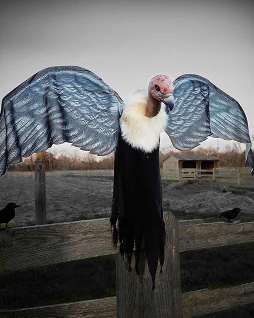New Spirit Halloween Vulture Prop Leaked